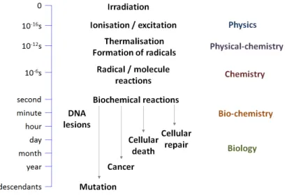 Figure 1.1.Chronological schematic of DNA damage by incident radiation