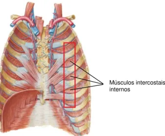Figura 1.2: Músculos intercostais internos dissecados [Netter, 2010]. 
