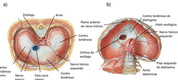 Figura 1.3: a) Vista superior ou torácica do diafragma; b) Vista inferior ou abdominal do  diafragma [Netter, 2010]