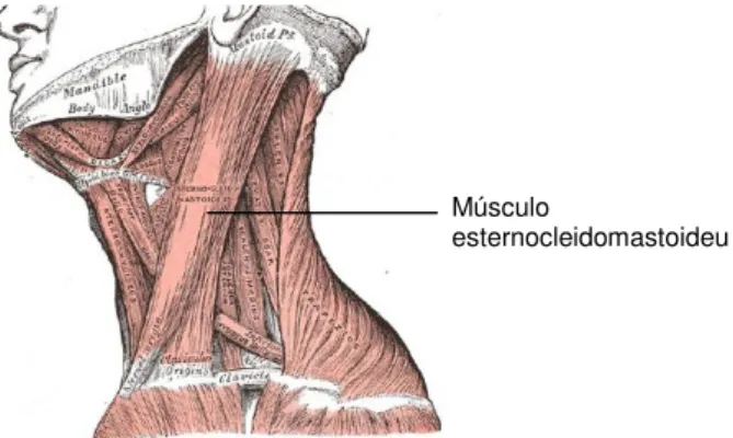 Figura 1.5: Músculo esternocleidomastoideu com as suas inserções a nível da apófise mastoi- mastoi-deia, clavícula e esterno [Drake, 2009]