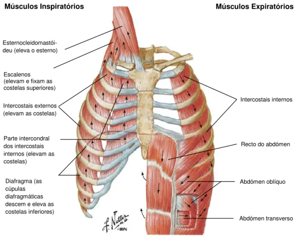 Figura 1.8: Esquema representativo dos músculos envolvidos na respiração [Netter, 2010]