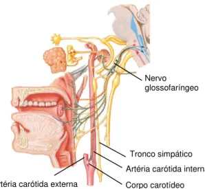 Figura 1.13: Controlo respiratório promovido pelos quimiorreceptores periféricos nos corpos  carotídeos [Netter, 2010]