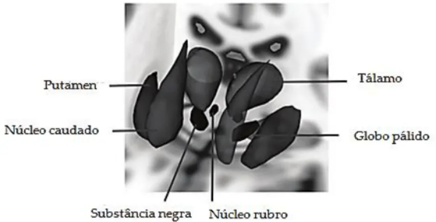 Figura  1.12 –  Representação  das  estruturas  cerebrais  relevantes  no  processo  motor