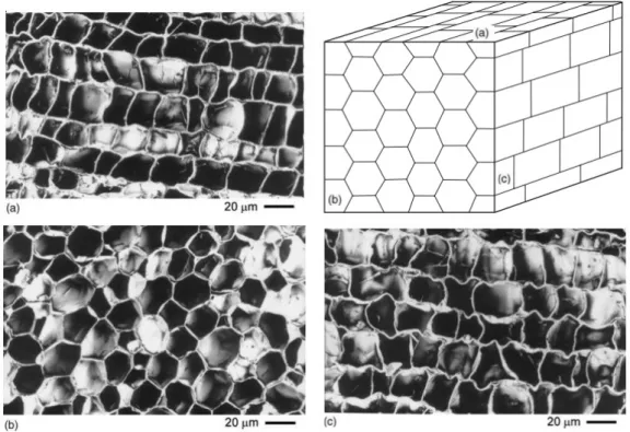 Figure 3.1: Cork’s sections, with the respective scale, as observed with scanning electron microscopy: a) transversal; (b) radial and (c) radial section
