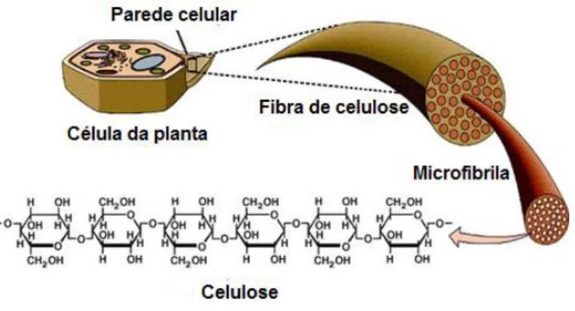 Figura 1.4 - Ilustração química dos compostos- hemicelulose e lenhina- presentes nas paredes das células vegetais  (Adaptado de [25], [26]).