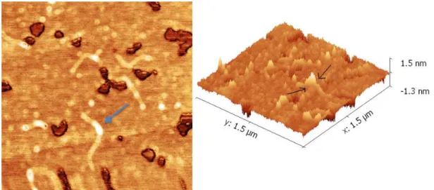 Figure 1.2: Topography of protein DNA complexes in 2D and 3D images, both with 1.5 µm on each side.