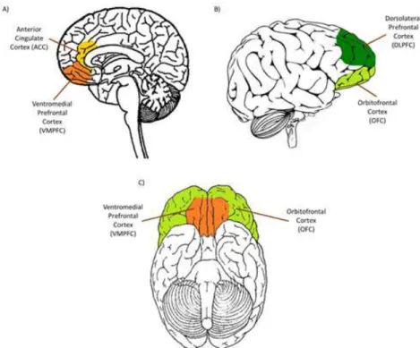 Figure 1.1: Brain regions involved in decision making. Yellow represents the ACC, orange the VMPFC, green the OFC and dark green the DLPFC