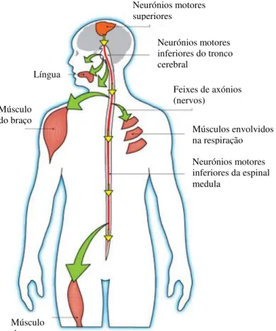 Figura 1.4 – Esquema representativo dos neurónios motores afectados pela ELA e respectivos músculos  associados