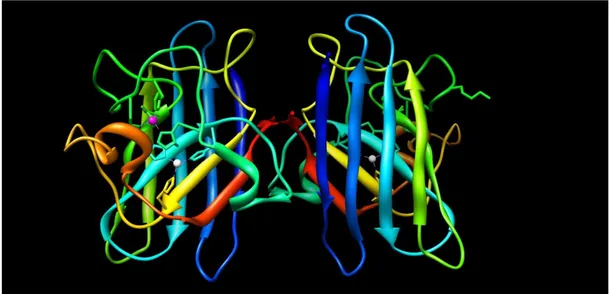 Figura 1.5  –  Estrutura tridimensional da SOD1 humana. Os resíduos de aminoácidos estão representados sob a  forma de Ribbon com coloração em arco-iris