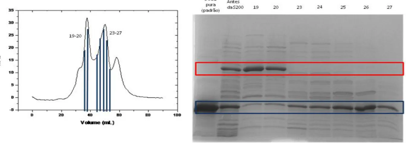 Figura 3.1  –  Cromatograma referente à cromatografia de Filtração em gel (Coluna Sephacryl S-200 HR) e  respectivo gel SDS-PAGE