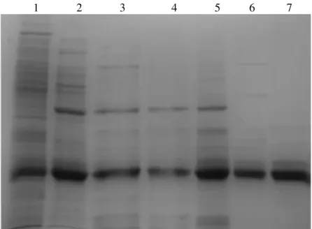 Figura 3.3  –  Gel SDS-PAGE referente ao processo de purificação da SOD1. 1- Sobrenadante após French  Press; 2- Sobrenadante após aquecimento a 65ºC; 3- Sobrenadante após 50% de sulfato de amónio; 4-  Sobrenadante após 60% de sulfato de amónio; 5- Antes d