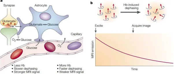 Figure 2.2: Upon activation, oxygen is extracted by the cells, thereby increasing the level of deoxyhaemoglobin in the blood
