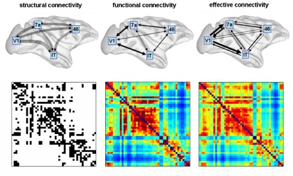 Figure 2.3: Examples of different types of brain connectivity networks and respective adja- adja-cency matrices