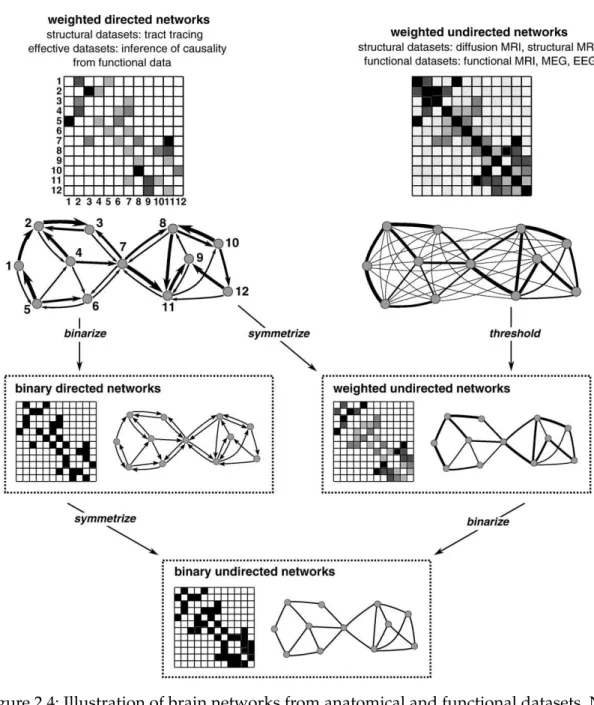Figure 2.4: Illustration of brain networks from anatomical and functional datasets. Net- Net-works are commonly represented by their connectivity matrices, with rows and columns representing nodes and matrix entries representing links