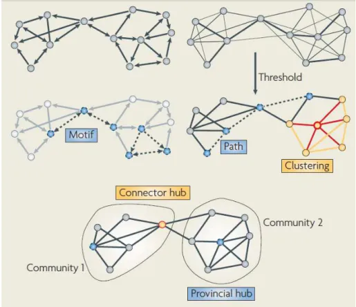 Figure 2.5: The figure shows a schematic diagram of a brain network drawn as a direct(left) and an undirected (right) graph as well as different structures such as nodes, links, a hub, motif, the representation of clustering, communities and Paths