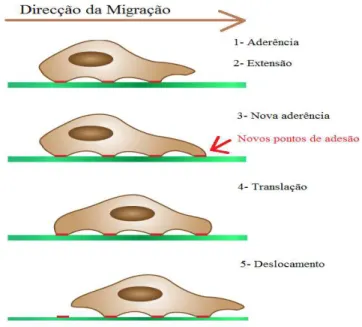 Figura 2-1: Etapas do processo de migração celular. Figura adaptada[3]. 