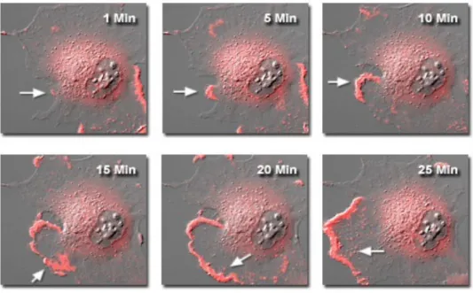 Figura 2-2: Migração celular observada com recurso técnica time-lapse durante um período de tempo de 25 minutos  através de microscopia óptica[5]