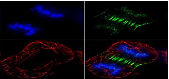 Figura 2-3: Mitose celular em células vivas observada através de microscopia de fluorescência com um tempo de  observação na ordem das dezenas de horas [7]