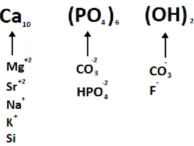 Figura 2.5 Substituições iónicas possíveis da HAp biológica [15]. 