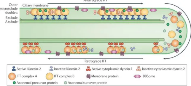Figure 1.4 – Intraflagellar transport machinery. The canonical anterograde intraflagellar transport (IFT) motor, heterotrimeric  Kinesin-2, transports IFT complexes A and B, axonemal proteins and cytoplasmic dynein 2 to the tip of the cilium