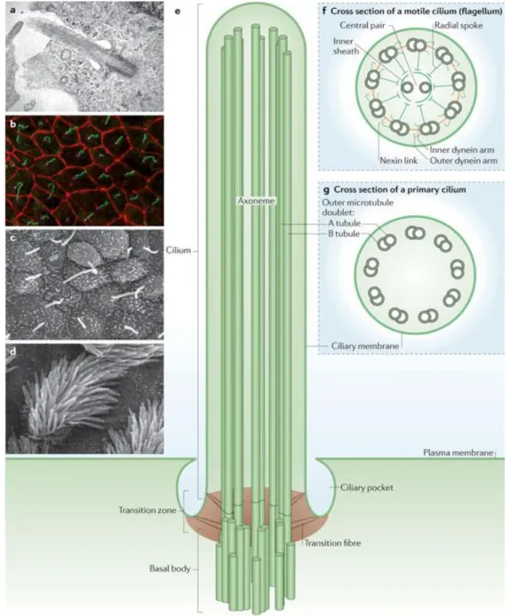 Figure  1.5  –   The  architecture  of  primary  and  motile  cilia.  a  –  Transmission  electron  micrograph  of  the  primary  cilium  of  retinal pigment epithelial cells; b – Immunofluorescence image of primary cilia in inner medullary collecting duct