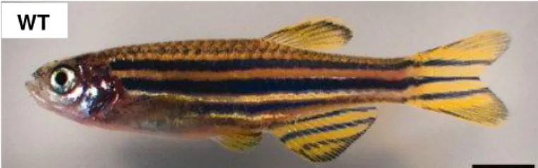 Figure 1.11  –  Adult zebrafish – wild-type female zebrafish. Scale bar = 4mm. Figure from (Parichy et al., 2009)