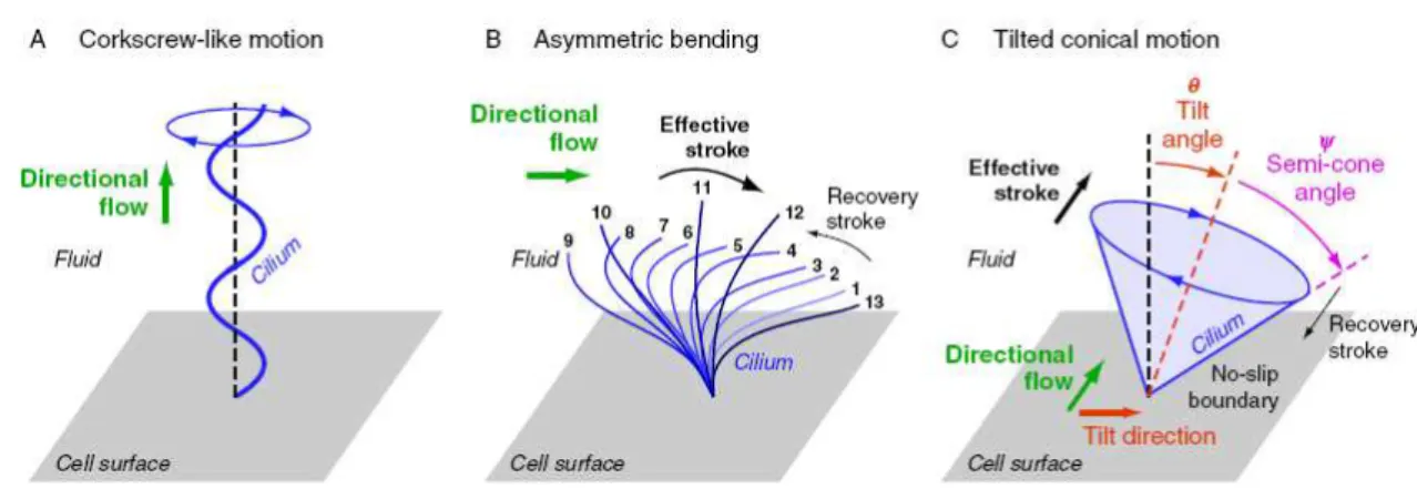Figure 1.13 - Pumping flow with motile cilia at low Reynolds numbers. Three types of spatially asymmetric beating patterns  observed experimentally: (A) helical motion or corkscrew-like motion which pumps fluids along the cilium, (B) asymmetric motion  whi