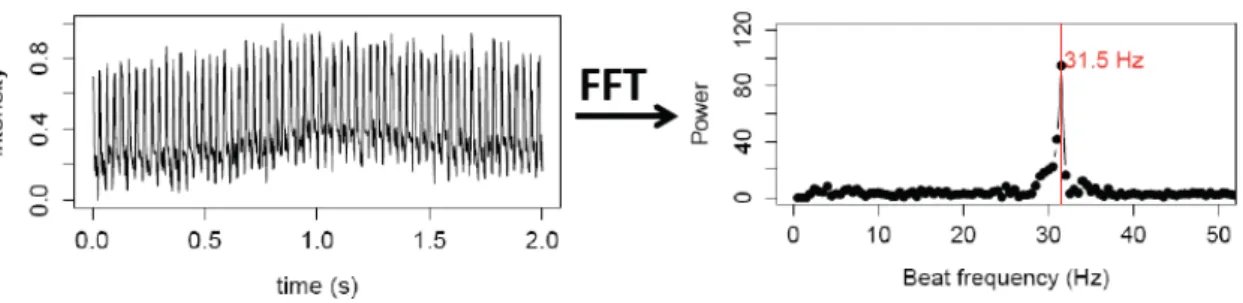 Figure  2.3  – Characterization  of  KV  cilium  motility  -    Time  series  over  2  seconds  for  the  same  beating  cilium,  and  the  resulting  power  spectrum  after  analysis  using  Fast Fourier  Transform  (FFT)  for the  same  cilium showing  t