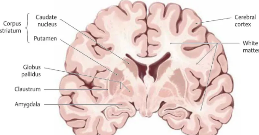 Figure 2.3 -Coronal section showing the distribution of the grey and white matter in the brain (S ch n e et al ., 2010)