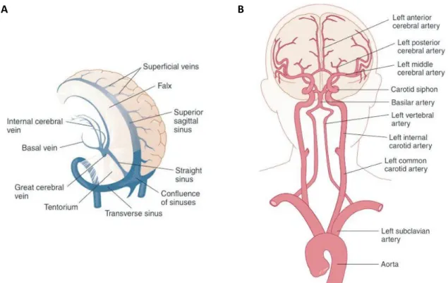 Figure 2.8 - Main vessels of the brain: Three dimentional view of veins and sinuses 1  of the brain (A); Major cerebral arteries, Circle  of Willis (B) (Brodal, 2010) 