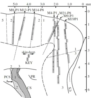 Figure 4.4 - Reconstruction of some electrode penetrations performed by Mountcastle in the Brodmann areas 1, 2 and 3  (Powell and Mountcasle, 1959) 