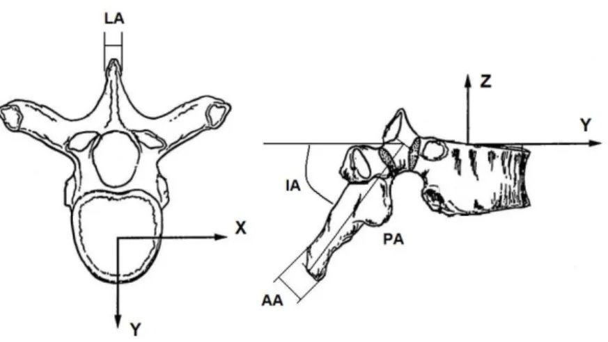 Figura 3.5- Parâmetros estimados a partir do modelo anatómico da coluna vertebral. 