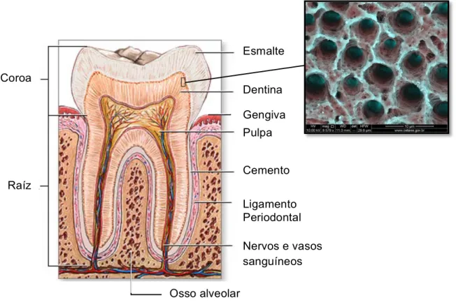 Figura 1.2 – Estrutura antómica do dente e ampliação de um corte transversal da dentina [24, 25] 