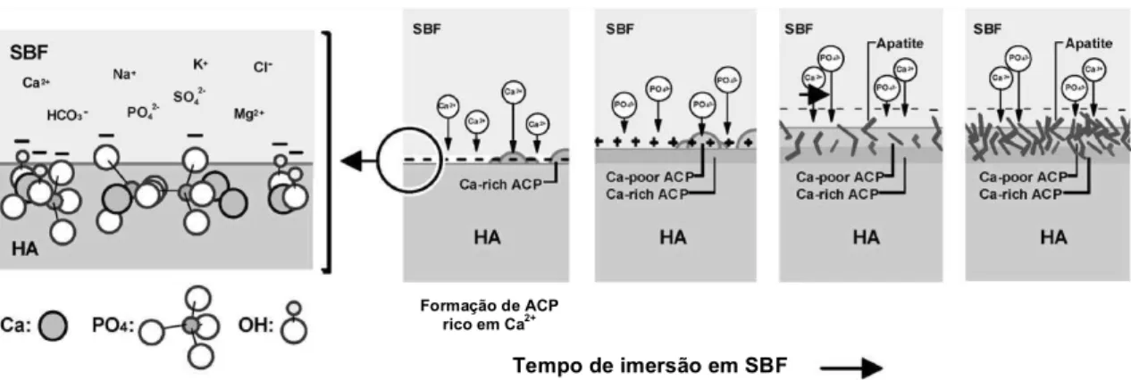 Figura 2.9 – Esquema da origem das cargas negativas à superfície da HAp e do processo de formação de  apatites no osso, numa solução de SBF (adaptado de [67]) 