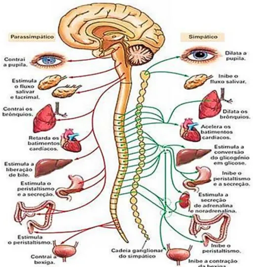 Figura  2.3  -  Sistema  nervoso  autónomo  -  sistema  nervoso  parassimpático  e  simpático  e  respectivas  acções (adaptado de (O sistema Nervoso))