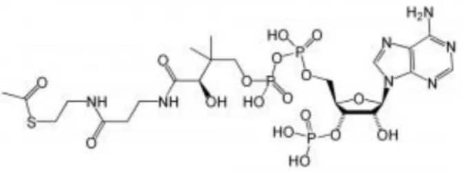 Ilustração 1. Acetil-CoA (acetilcoenzima A) 