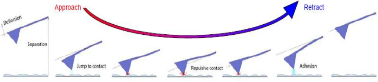 Figure 5. Approach/Retraction cycle. This schematic represents the vertical deflection of the  tip during force spectroscopy [7]