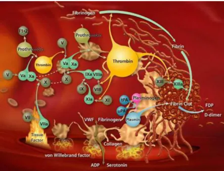 Figure  10.  Coagulation  cascade.  A  vascular  injury  triggers  the  process  of  coagulation  by  releasing  collagen  and  tissue  factor