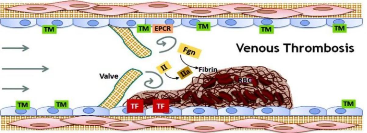 Figure 12. Venous thrombosis - low shear environment. Image taken from Alisa Wolberg ’s  Lab Website 4 