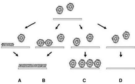 Figure 2.8. Schematic representation of the pathways of vesicle deposition and SLB formation: (A) Formation of  an SLB generated at low vesicular coverage; (B) Formation of an SLB produced at high vesicular coverage; (C)  Formation of a liposome layer; (D)