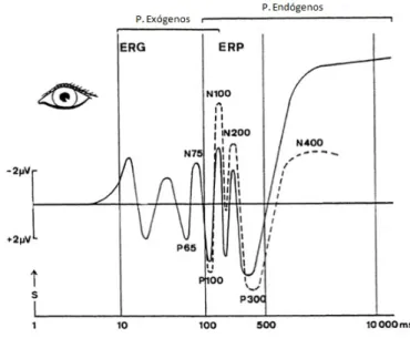 Figura 1.5: Esquema representativo dos EPs, em resposta a um est´ımulo visual (re- (re-presentado por ”s”)