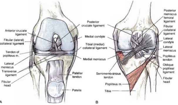 Figure 2.1: Knee anterior (A) and posterior (B) view [1]