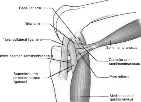 Figure 2.3: Knee supporting structures diagram [1]
