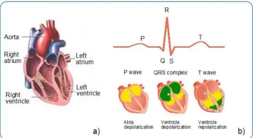 Figure 2.3: ECG signal principles: a) heart chambers b) ECG waveshape physiologic origin