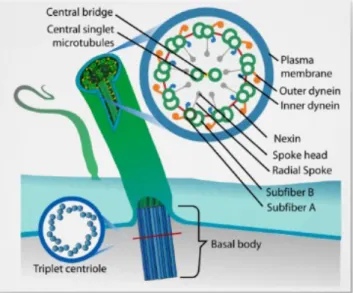Figure 1.1 – Schematics of a 9+2 configuration cilia. Representation of a basal body and a cross section of a 9+2 axoneme