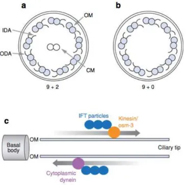 Figure  1.5  –  Schematic  representation  of  “9+2”and  “9+0”  axoneme  cross  sections  and  intraflagellar  transport