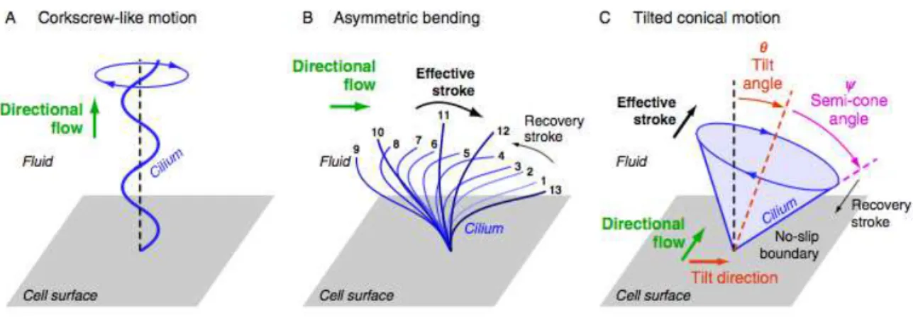 Figure 1.18 - Pumping flow with motile cilia at low Reynolds numbers: three types of spatially asymmetric beating patterns  observed experimentally: (A) helical motion or corkscrew-like motion which pump fluids along the cilium, (B) asymmetric motion  whic