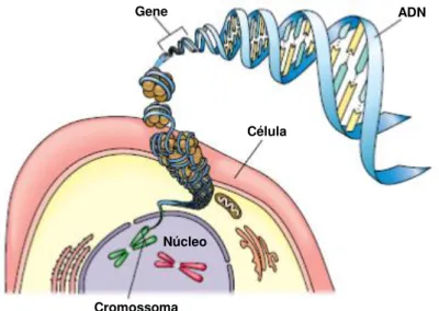 Figura 2.1 - Esquema representativo das diferentes estruturas celulares. É no núcleo que se encontra o  material genético responsável pela expressão dos diferentes genótipos