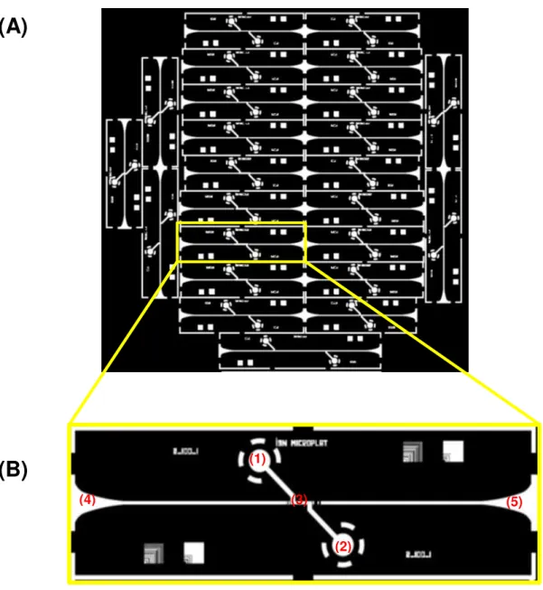Figura 3.7 – (A) design presente na máscara de crómio utilizada na fotolitografia, com as diversas  configurações de chips; (B) Chip único em que (1) e (2) representam a entrada e saída de fluído, 