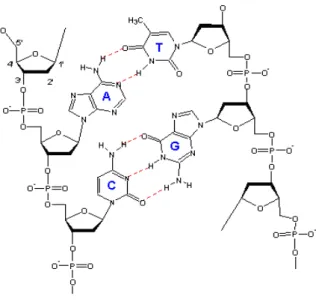 Figura 3.9 - Representação esquemática da estrutura da molécula de adenina. 